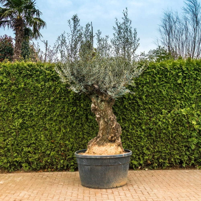 Olijfboom 'Bonsai' #103
