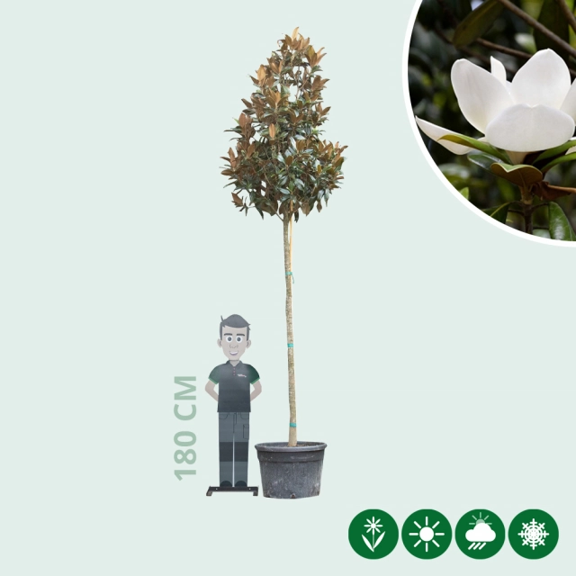 Magnolia grandiflora