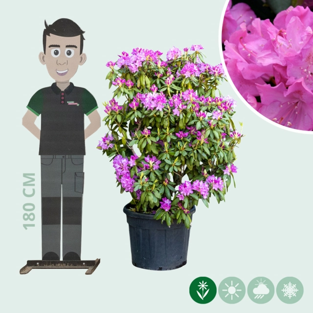 Rhododendron Roseum elegans