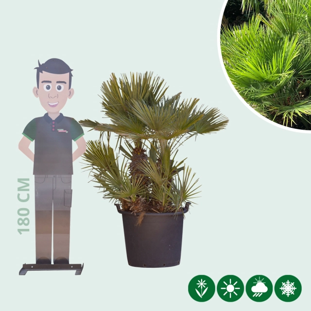 Dwergpalm meerstammig