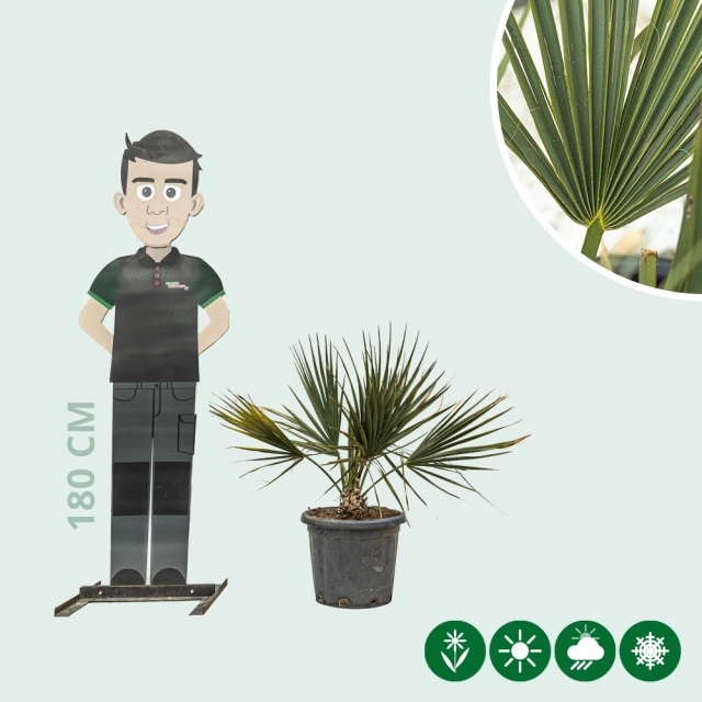 Dwergpalm 'Minor'