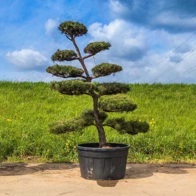 Grove den bonsai #178