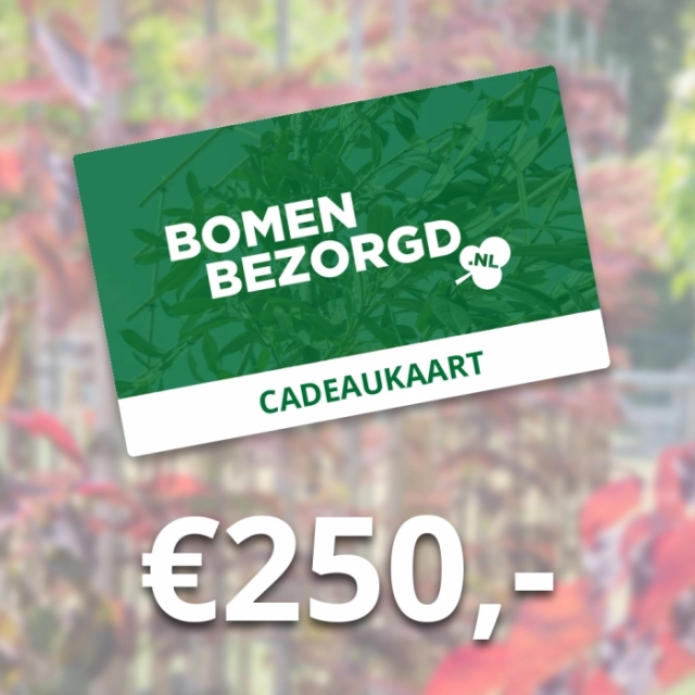 Cadeaukaart €250,-