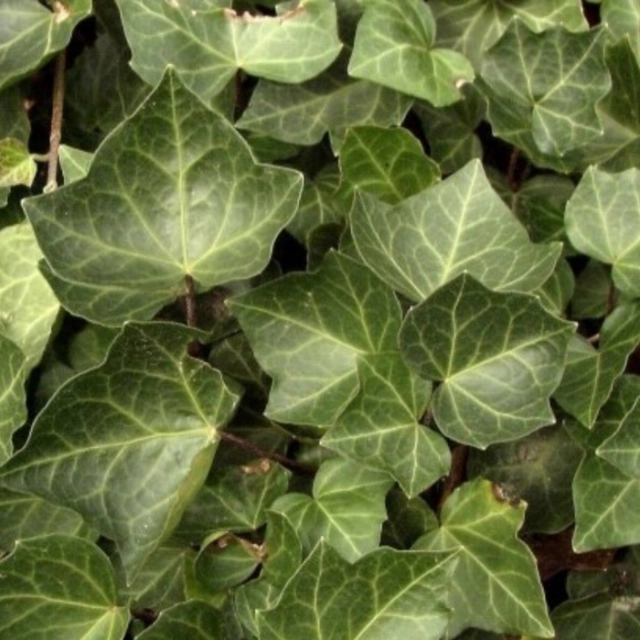 Klimop 'Woerner'