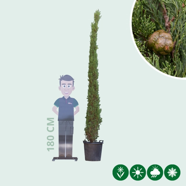 Italiaanse cipresboom 250 cm