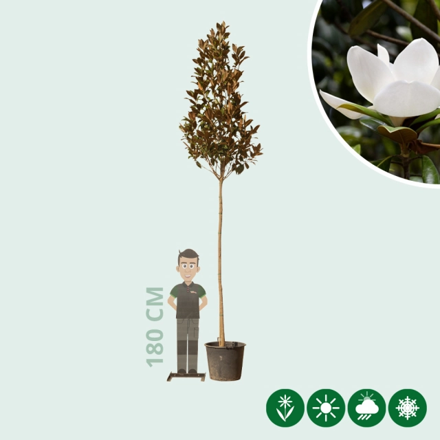 Magnolia grandiflora