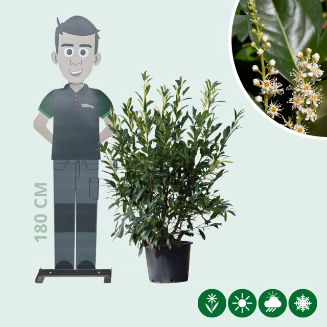 Laurierhaag 'Novita' 100 cm