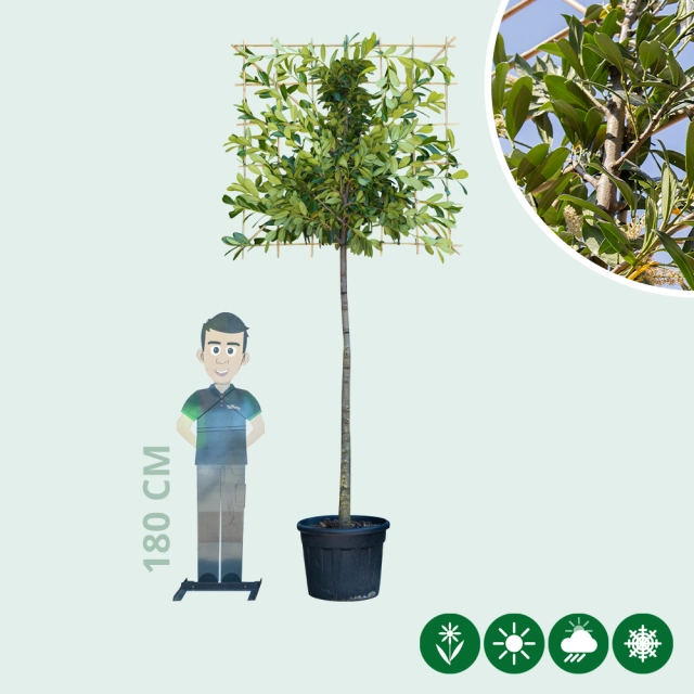 Leilaurier 200 cm volgroeid