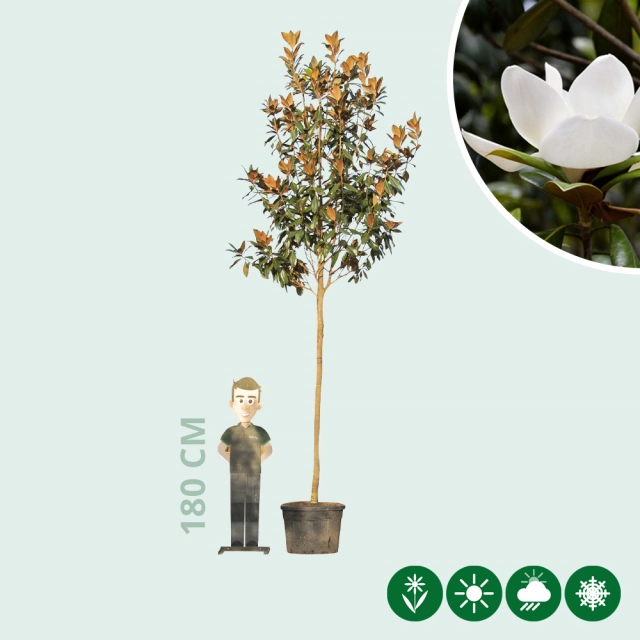 Magnolia grandiflora