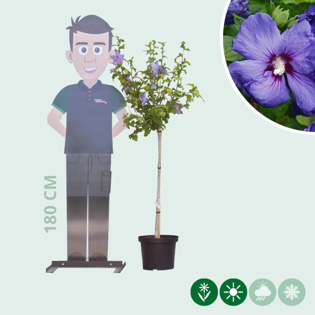 Hibiscus 'Marina'