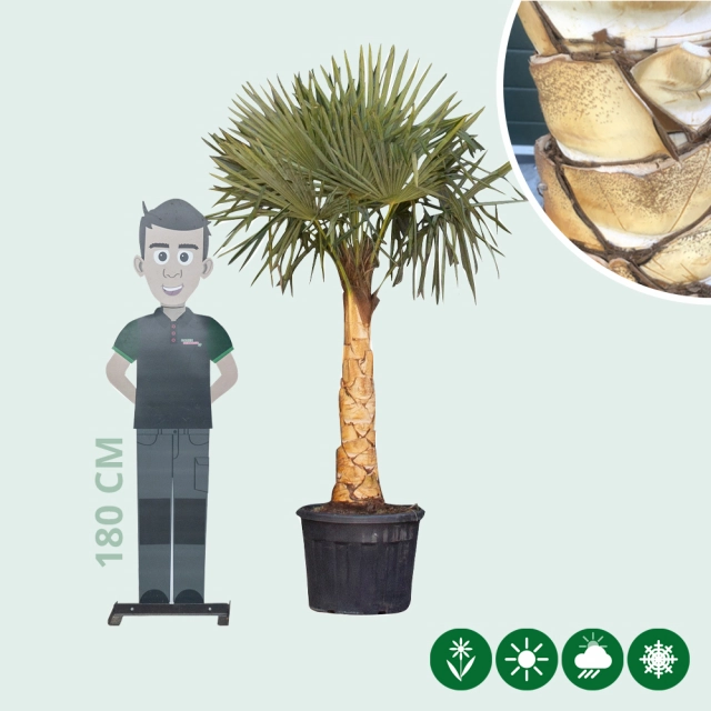 Chinese waaierpalm gestripte stam(grof)