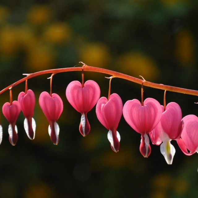 Gebroken hartje 'Spectabilis'