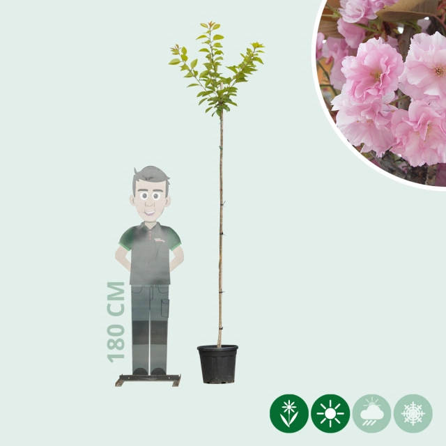 Japanse sierkers