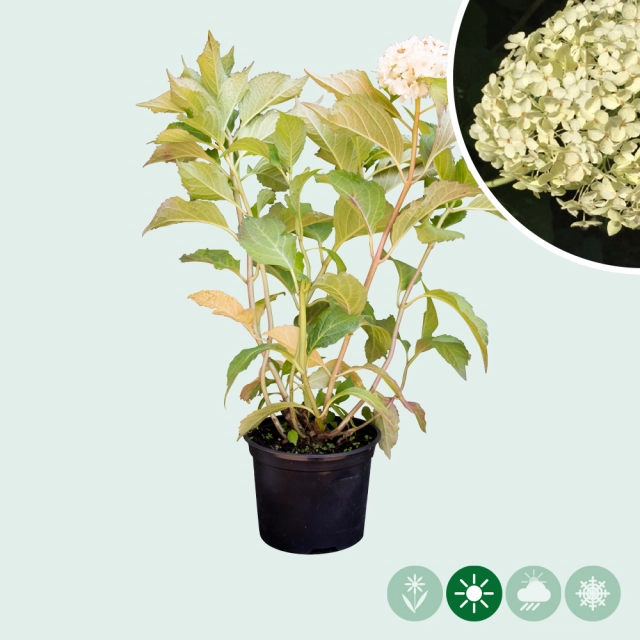 Hortensia Annabelle