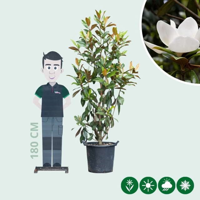 Magnolia grandiflora solitair