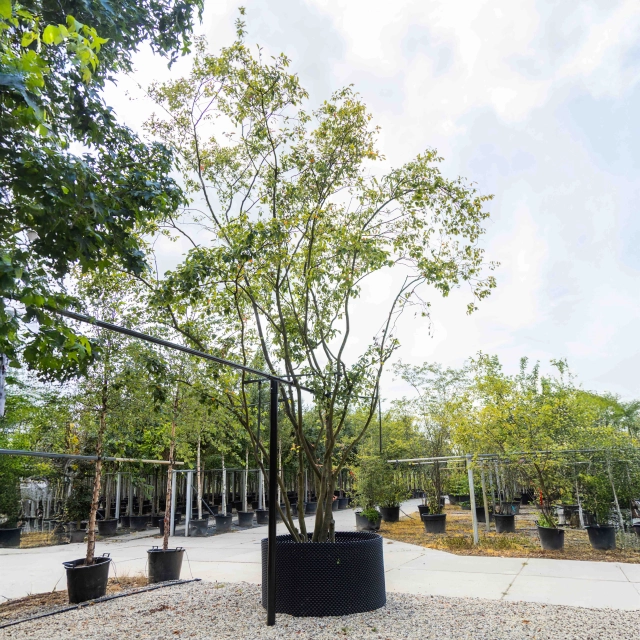 Krentenboom meerstammig #2