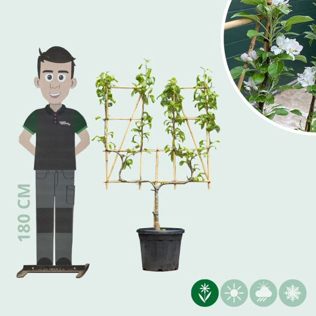 Conference Perenboom u-vorm