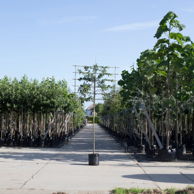 Elstar leiboom groot