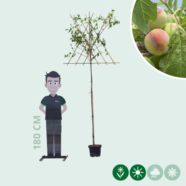 Zoete pruim 'Opal' hoogstam leiboom