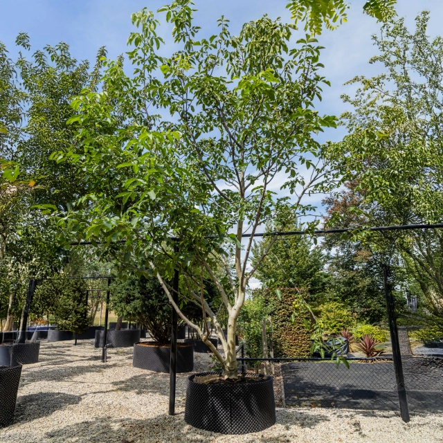 Gewone walnotenboom meerstammig #38