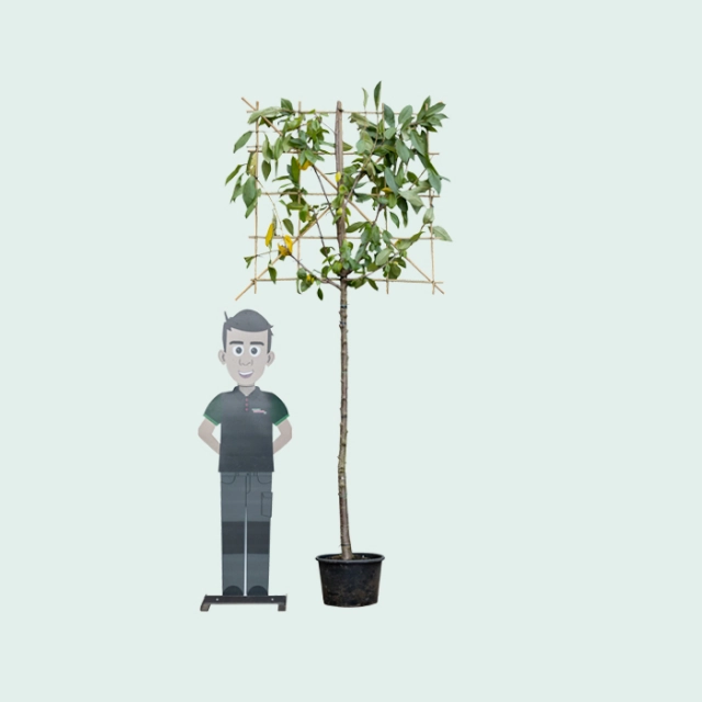 Kordia leiboom groot