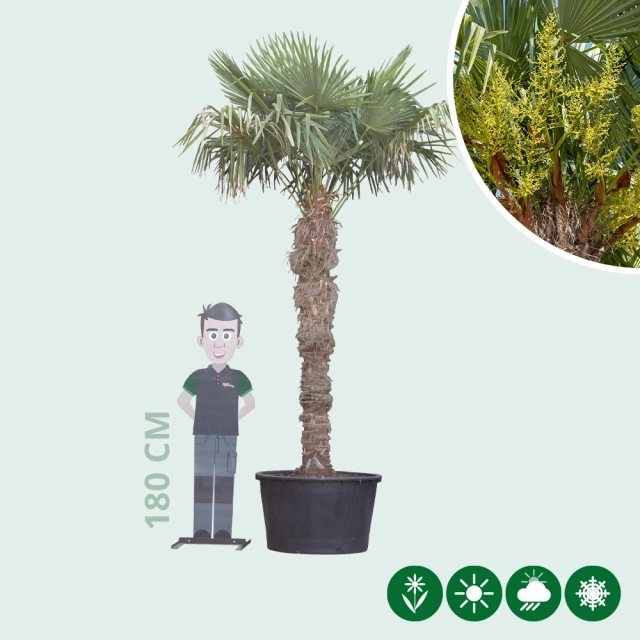 Chinese waaierpalm 200 cm stamhoogte