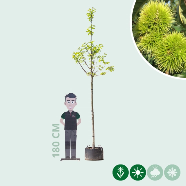 Tamme kastanje boom