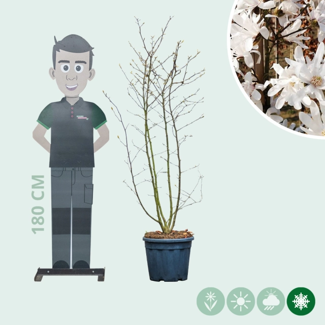 Magnolia stellata meerstammig