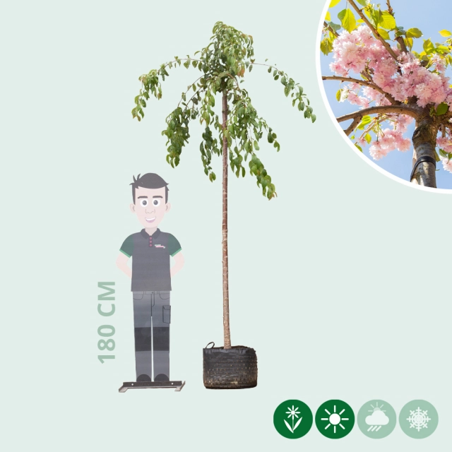 Japanse treur sierkers