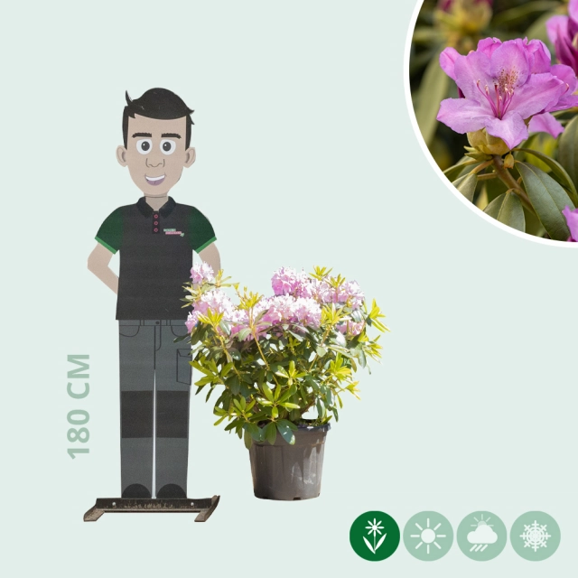 Rhododendron Catawbiense grandiflorum