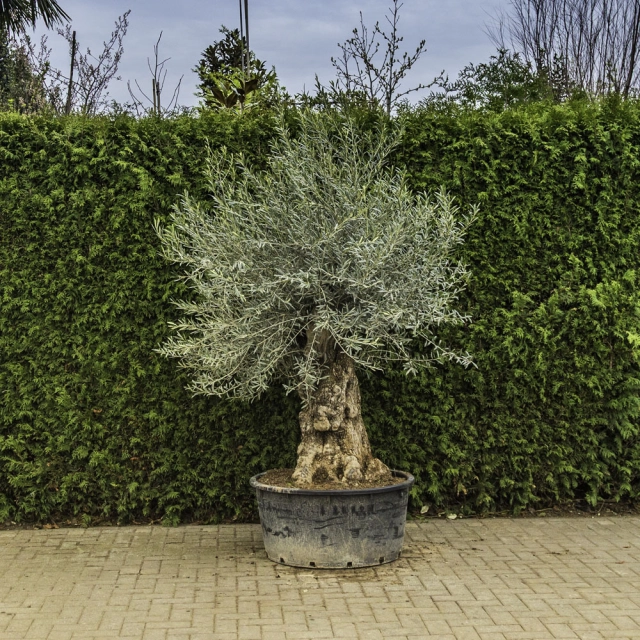 Olijfboom 'Bonsai' #86