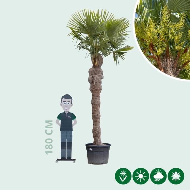 Chinese waaierpalm 220 cm stamhoogte
