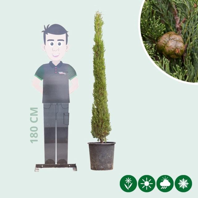 Italiaanse cipresboom 150 cm