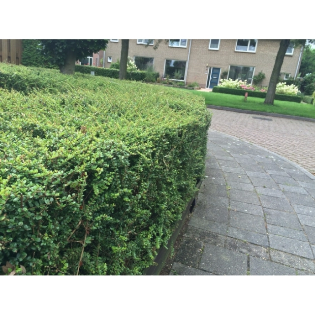 Zuurbes haag 40 cm