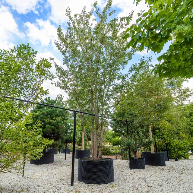 Gewone Japanse sierkers meerstammig #1