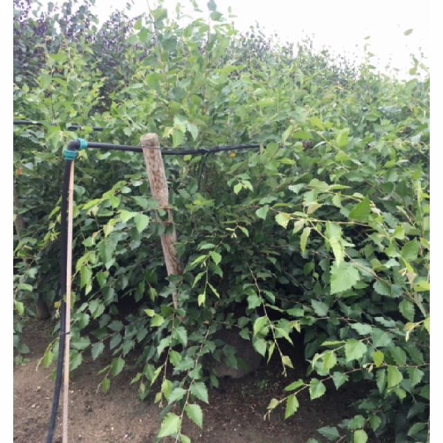 Zwarte berk solitair