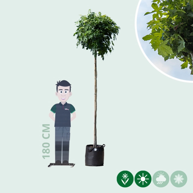 Amberboom bolvorm 220 cm stamhoogte