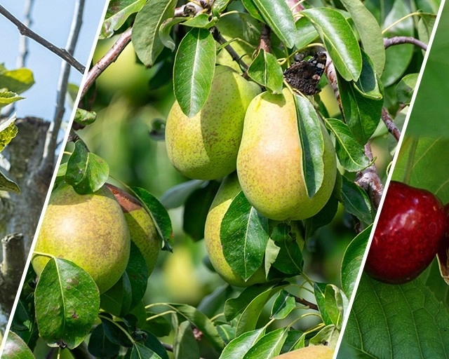 Tuinkalender augustus: water geven, fruit plukken en genieten
