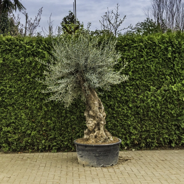 Olijfboom 'Bonsai' #84