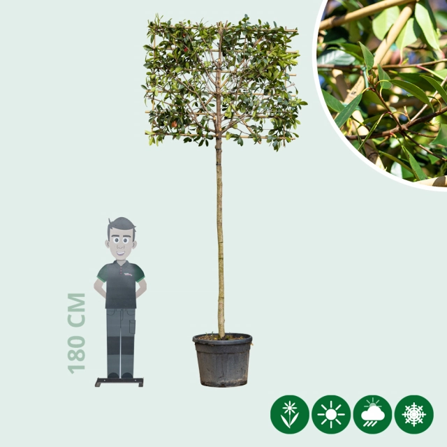 Glansmispel leiboom volgroeid