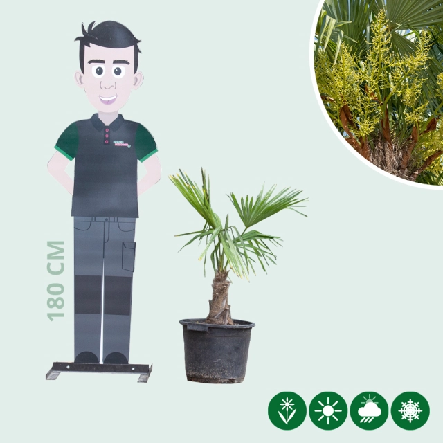 Chinese waaierpalm 20 cm stamhoogte