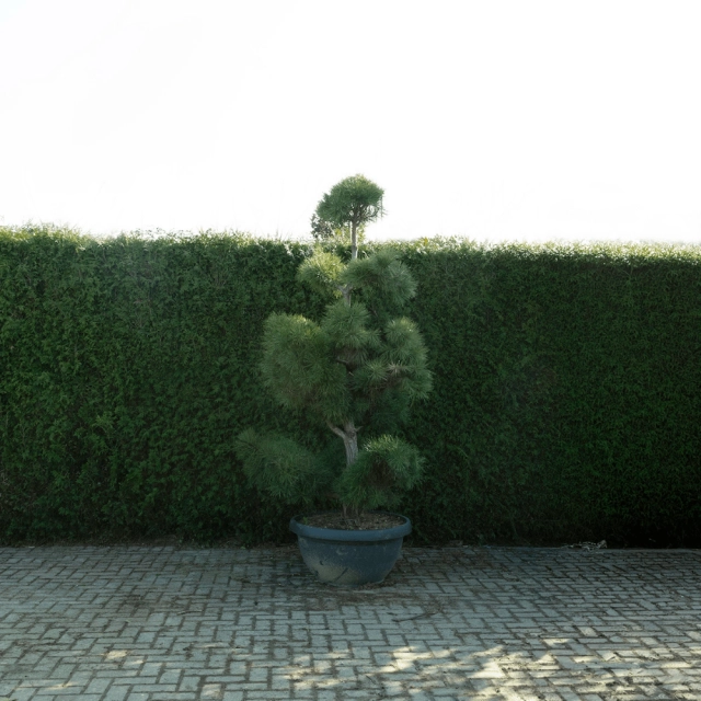 Grove den bonsai pompon #80