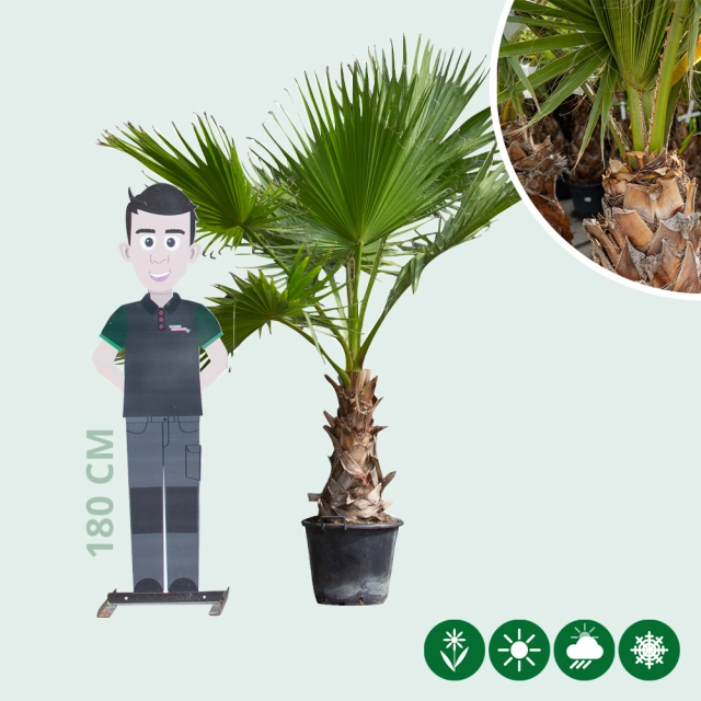 Mexicaanse waaierpalm 100 cm