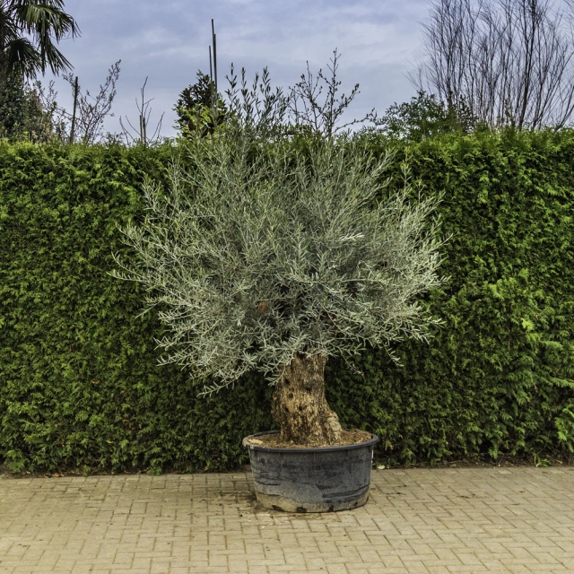 Olijfboom 'Bonsai' #85