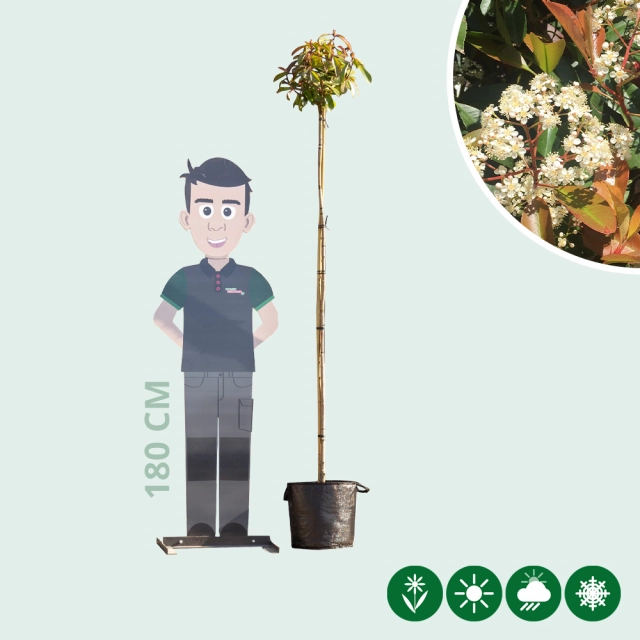 Bol Photinia