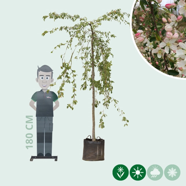 Groene treur sierappel