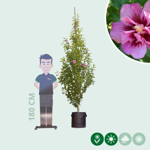 Hibiscus 'Flower Tower Purple'