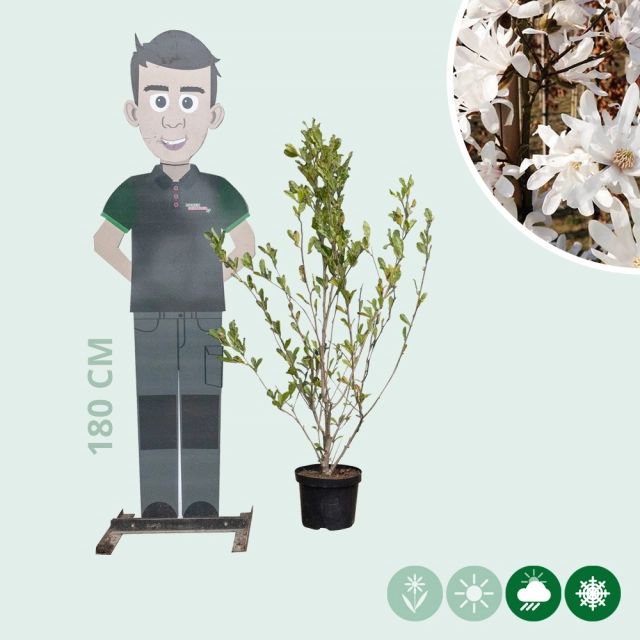 Magnolia stellata struik