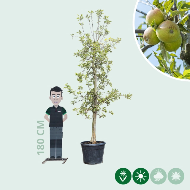 Oude appelboom Elstar