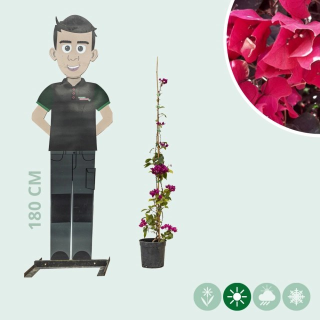 Bougainvillea glabra 'Alexandra'